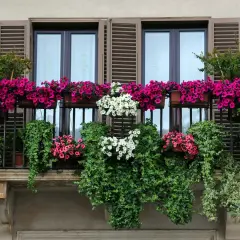Balcone fiorito con cascate di petunie rosa e bianche, un tripudio di fiori estivi da vaso che incorniciano le finestre.