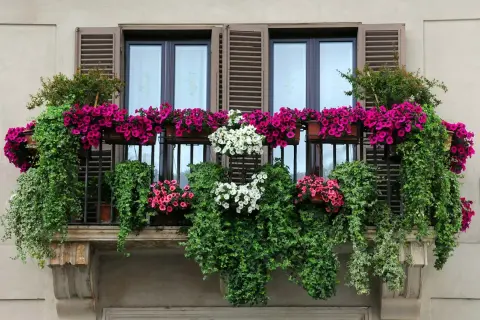 Balcone fiorito con cascate di petunie rosa e bianche, un tripudio di fiori estivi da vaso che incorniciano le finestre.