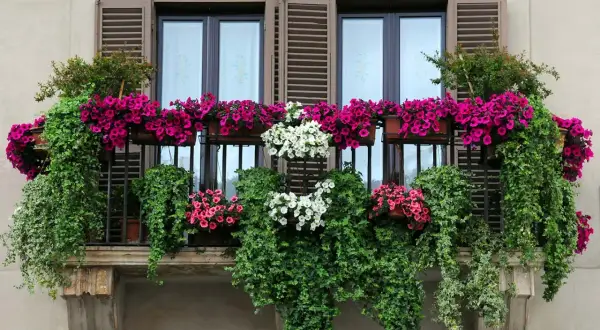 Balcone fiorito con cascate di petunie rosa e bianche, un tripudio di fiori estivi da vaso che incorniciano le finestre.