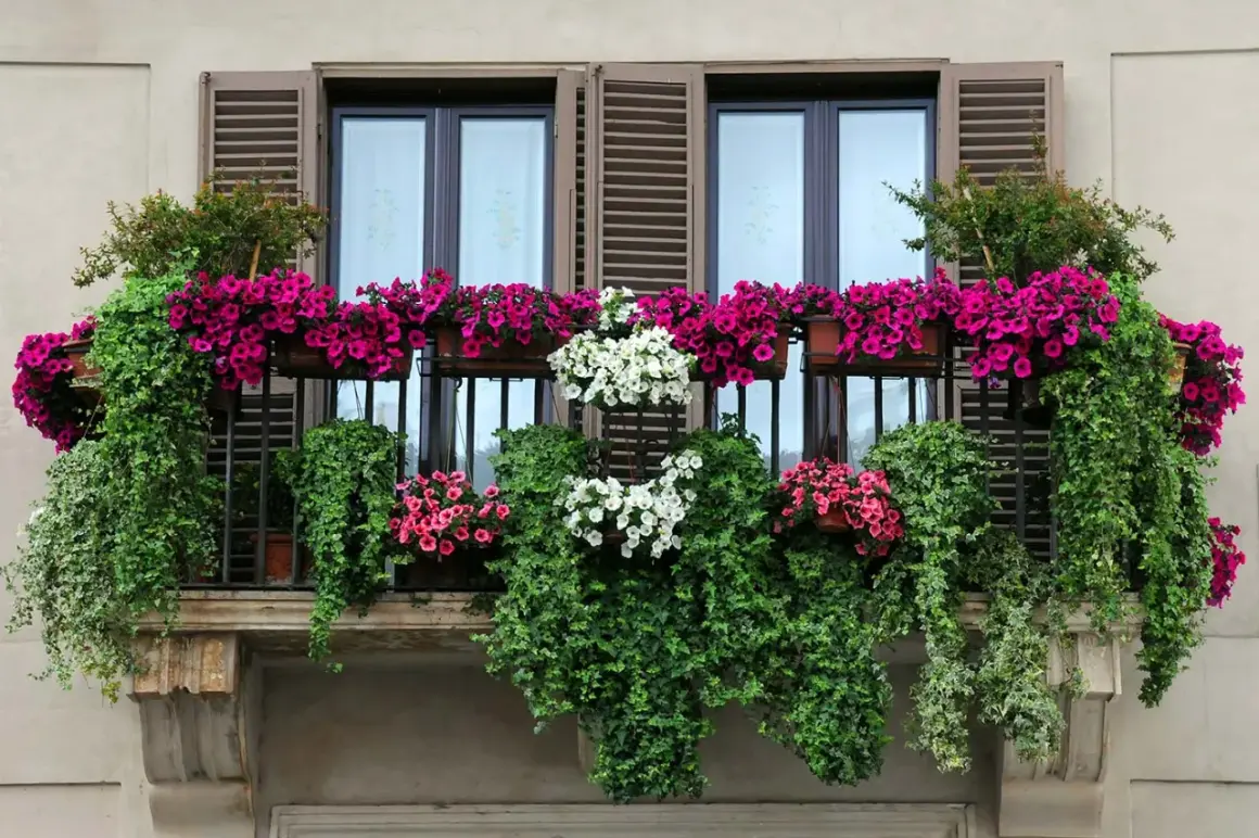 Balcone fiorito con cascate di petunie rosa e bianche, un tripudio di fiori estivi da vaso che incorniciano le finestre.