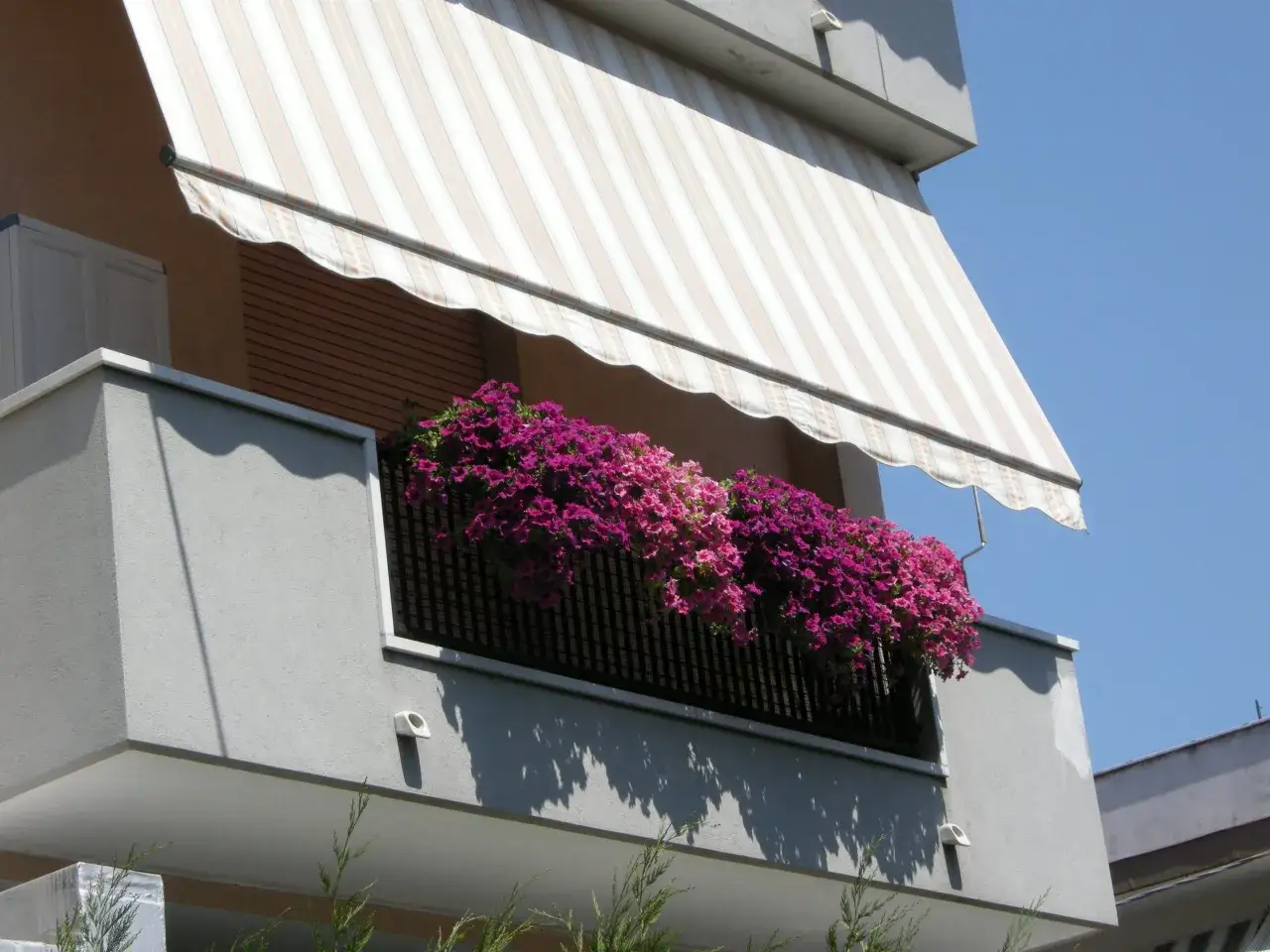Fiori estivi da vaso, petunie viola e rosa, traboccano da una fioriera sul balcone, sotto una tenda a righe.